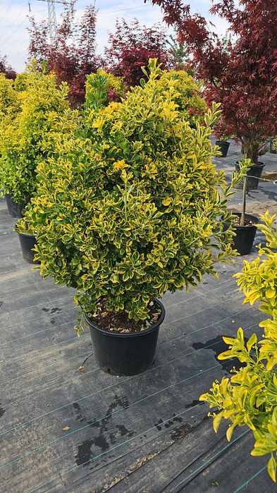Euonymus japonicus- Ilex pe tija - Photinia red robin-