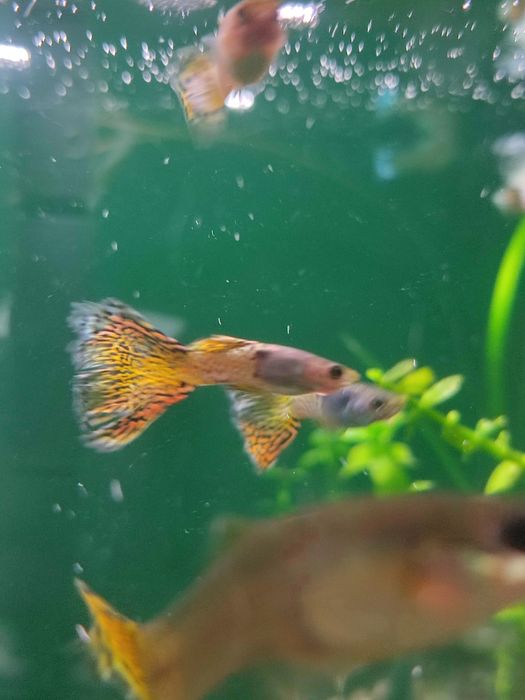 Vând 3x Guppy masculi 15 lei