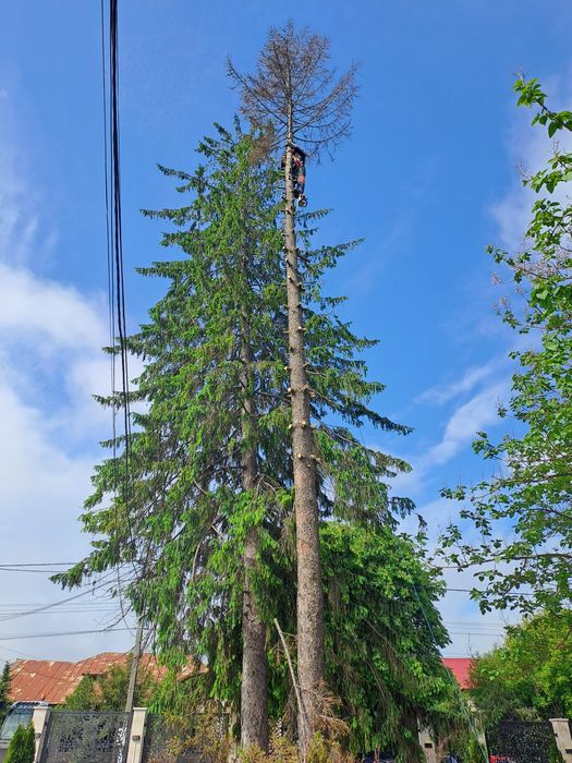 Toaletare/Fasonare/Tăieri Arbori/Alpinism Utilitar/Defrișări/Rapid.