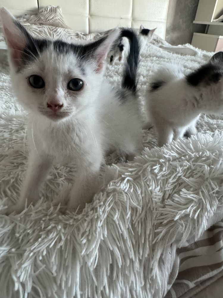 Doua pisici spre adoptie