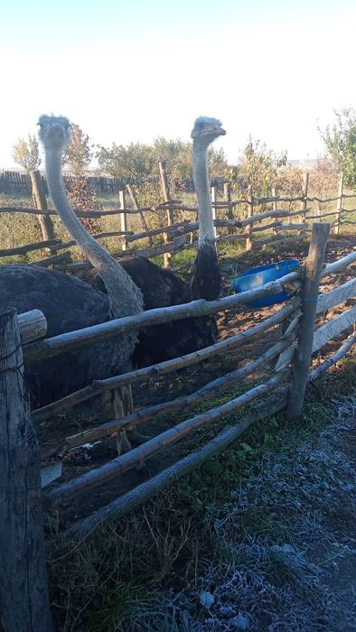 Vând struți  ,de 1 an