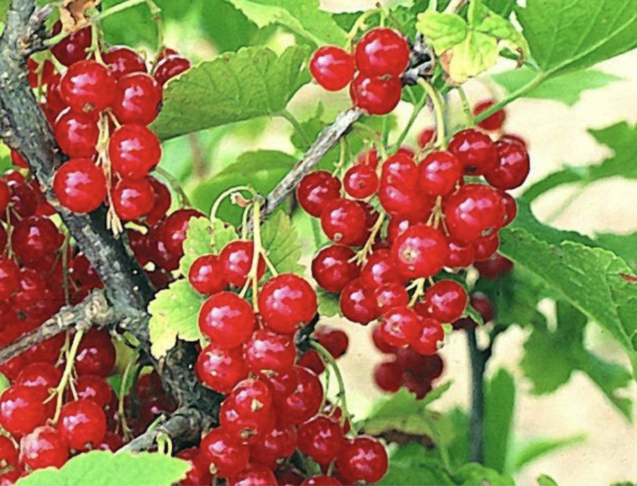 Coacaz negru titiana