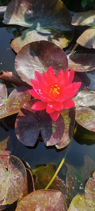 Продавам водни лилии и растения.