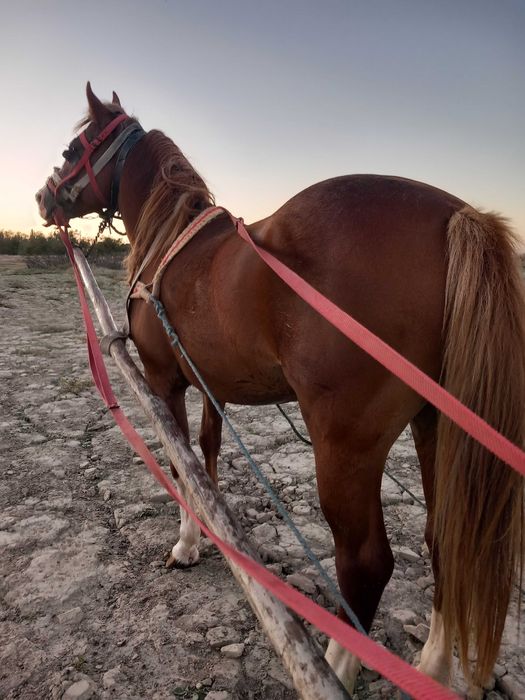 Vând armăsar corcitura de lipitan in vârsta de 3 ani