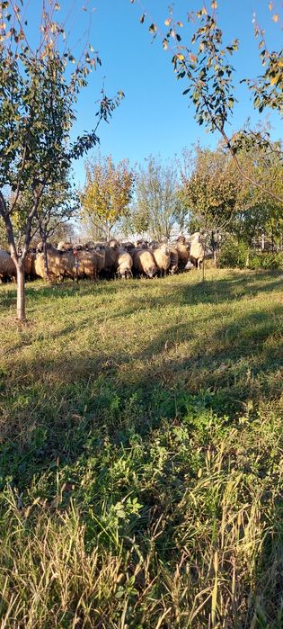 oi gestante , berbecuti, miei