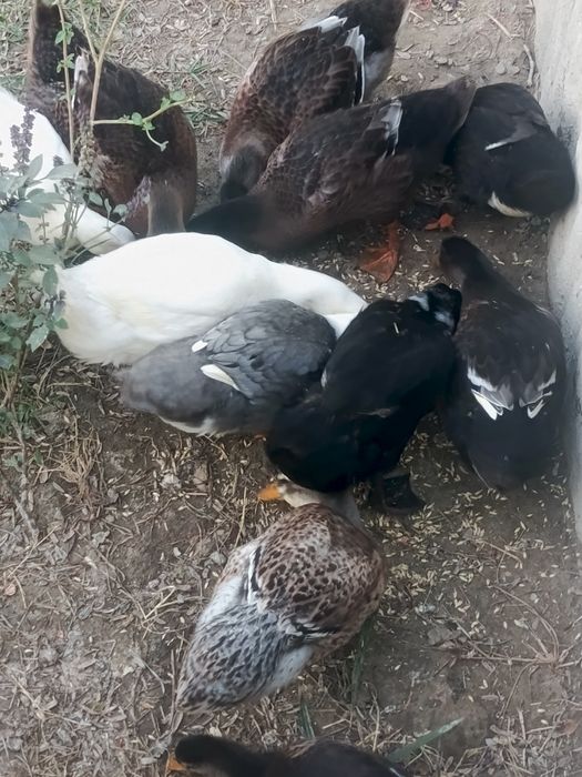 Oʻrdaklar sotiladi