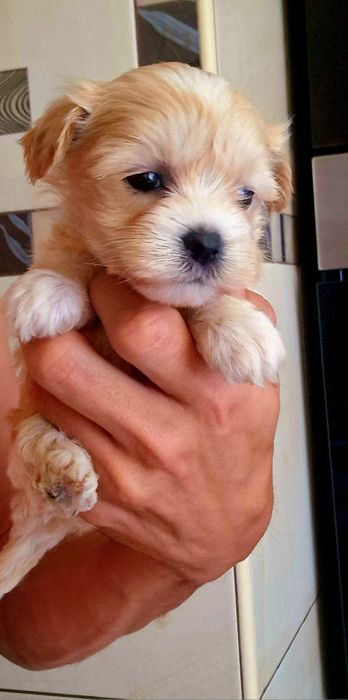 Fetita Maltipoo din parinti superbi cu pedigree