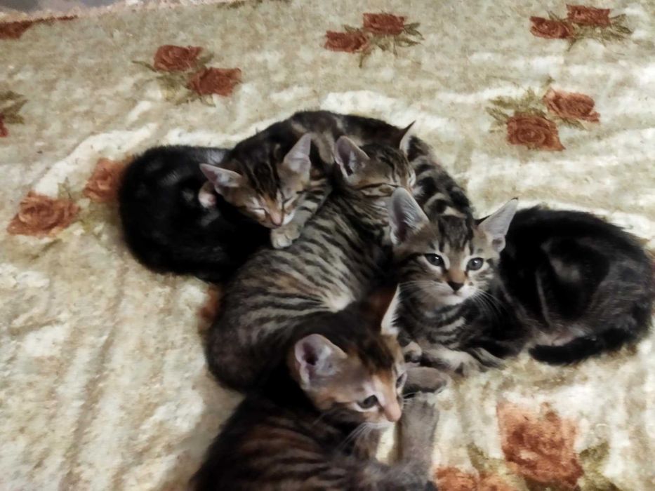 Подарявам котета