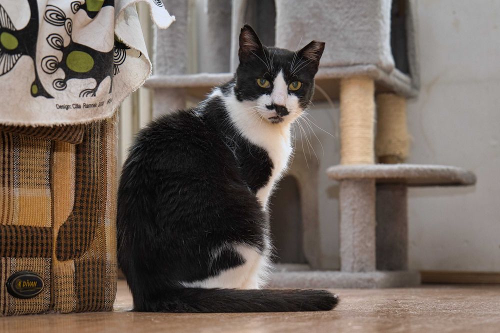 Charlie motan cuminte cu FIV adoptie