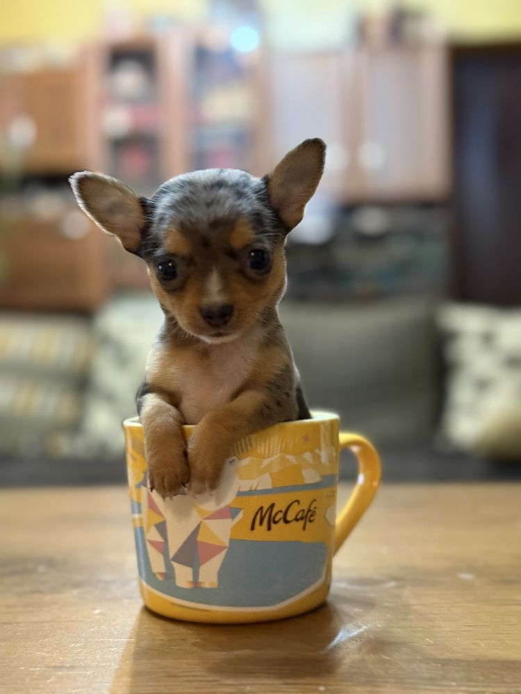 Chihuahua mini toy blue merle RAR