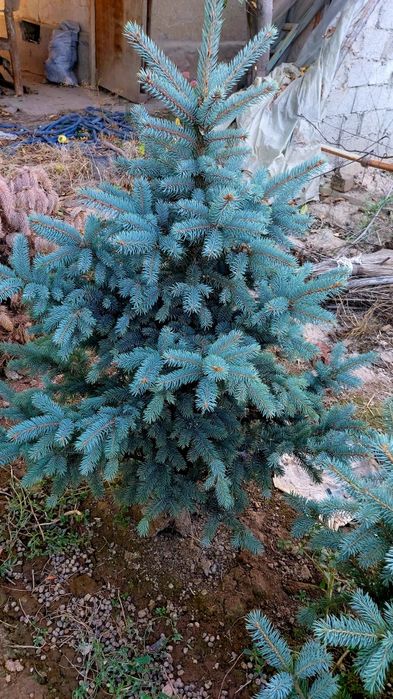 Yel archasi balandligi 1 metr