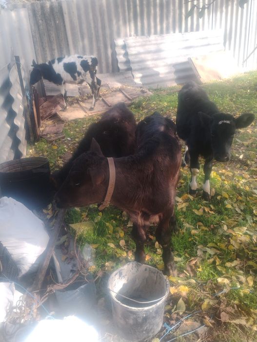 Продавам четири  телета