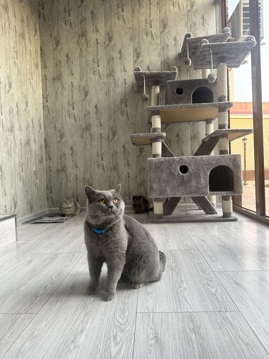 Вязка Скотиш Страйт