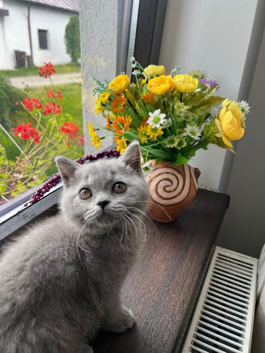 Pisica british shorthair blue