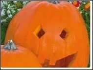 20 seminte Dovleac halloween Howden-pt copt si bun pentru decupat