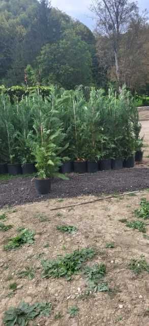 Plante Ornamentale Oriunde in tara!