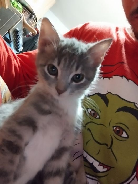 Pui de pisica spre adopție