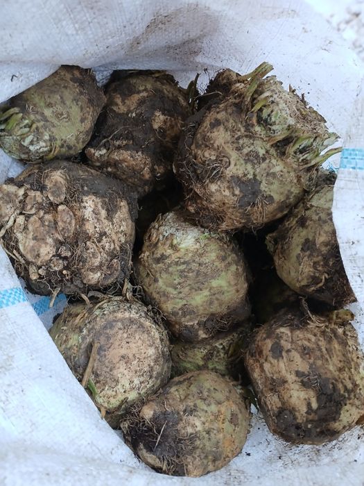 Ţelină de vânzare