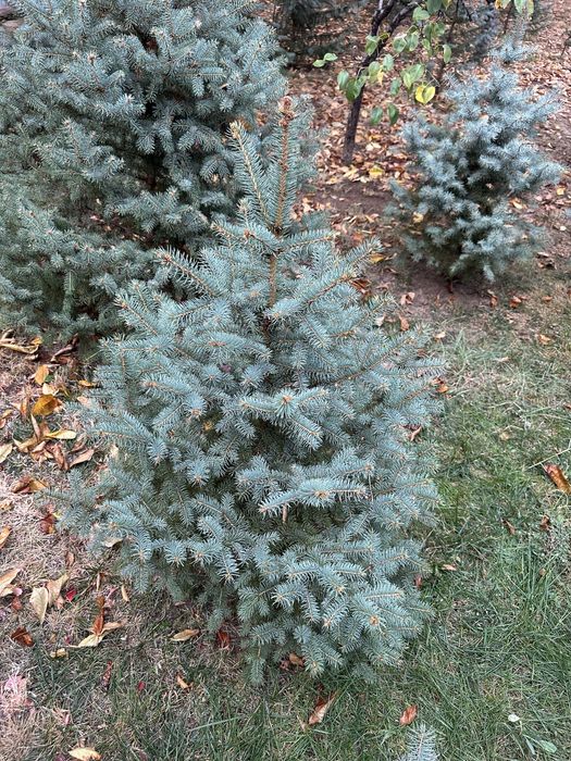 Uyda parvarishlangan “Голубая ель” archalarimiz sotuvda!