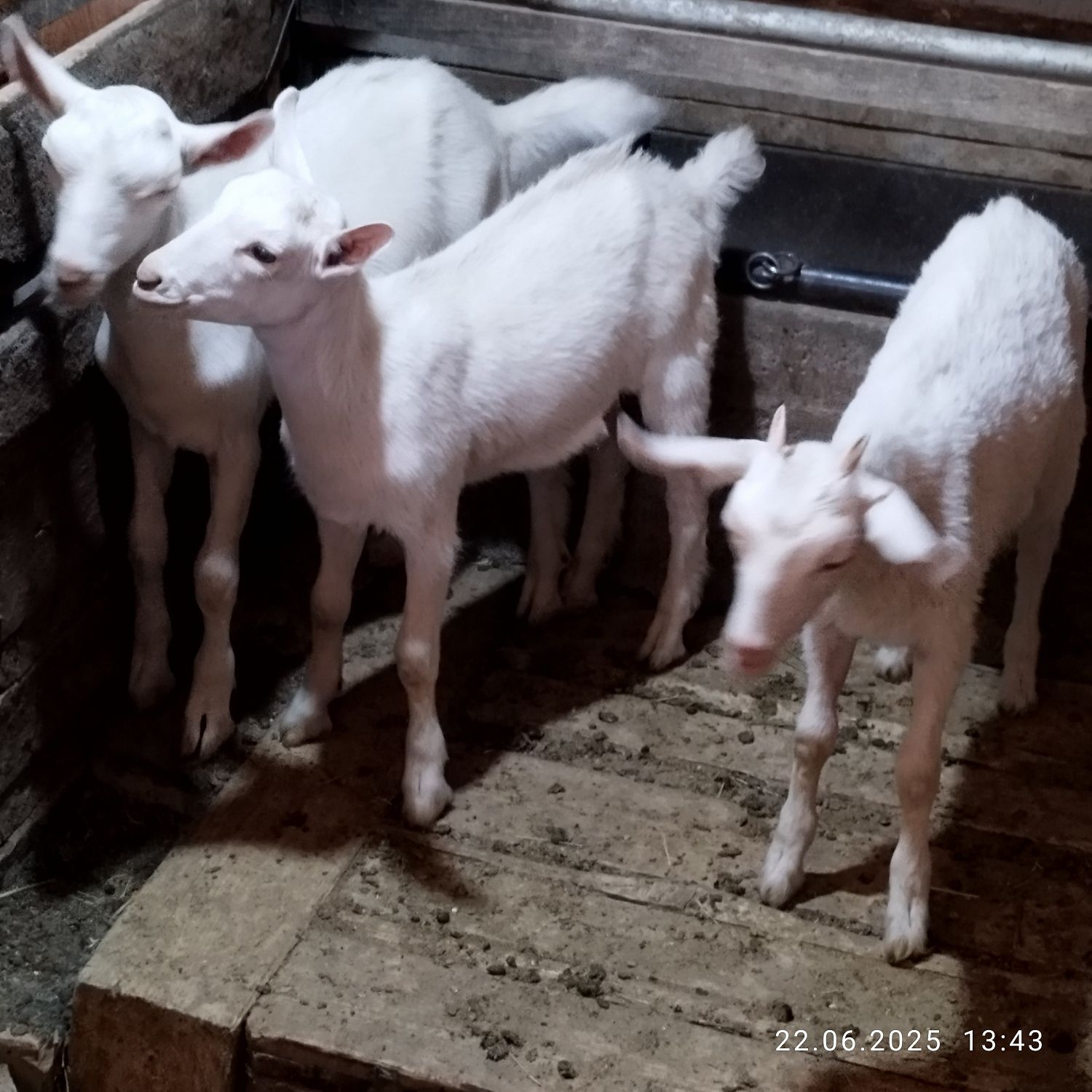 Лактар сатылады 3 Айдан аскан