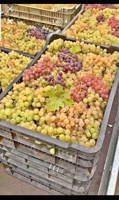 Struguri de vin avem toate soiurile nr 078542852nouă