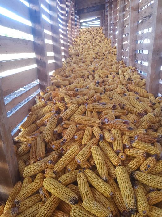 Porumb stiuleti  de vânzare