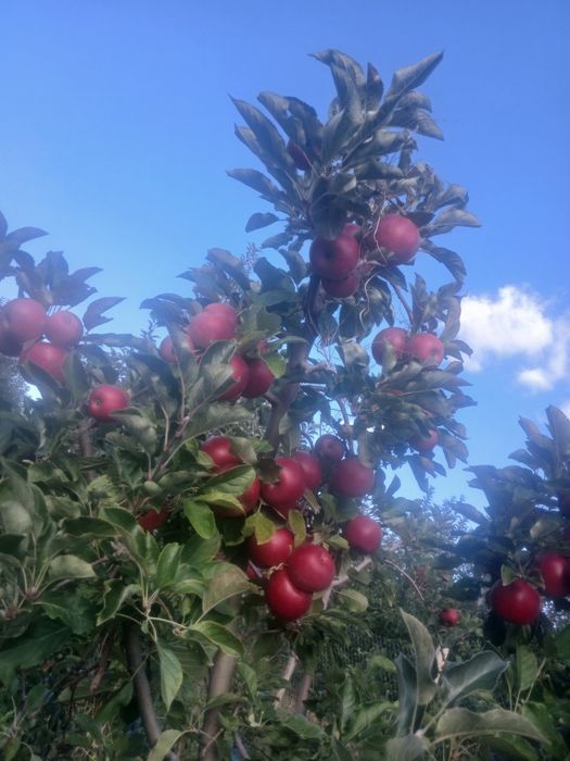 Mere en-gross de vanzare