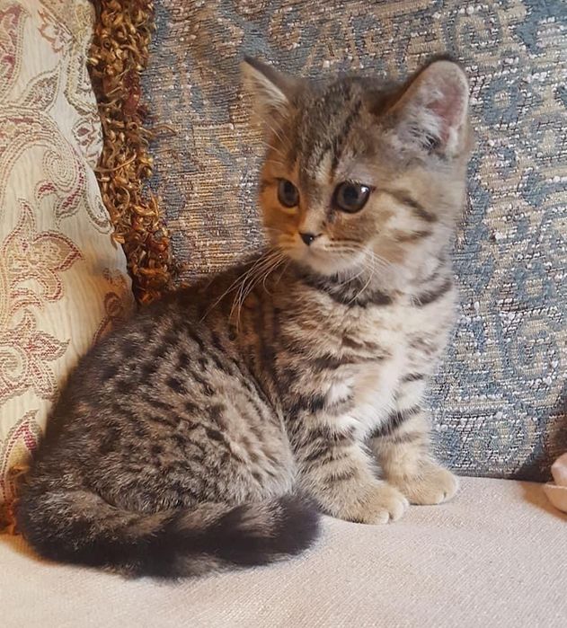 British Shorthair brown femela