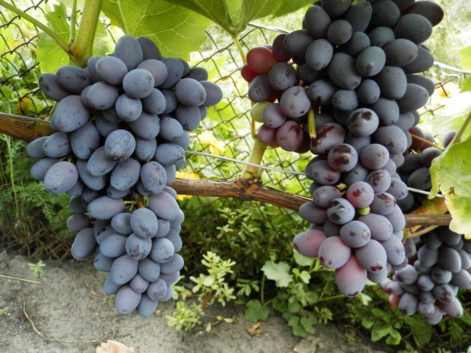 Vita De Vie DE Masa Soiuri Negre