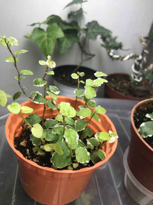 Продам фикус Пумила  !