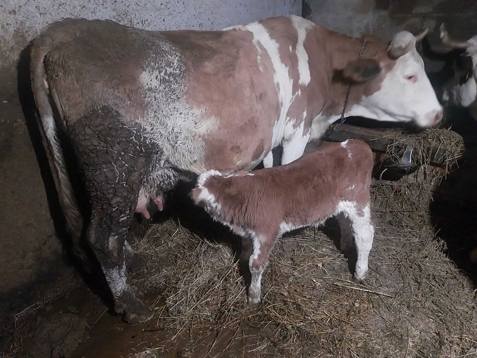 Vaca cu vitel de vanzare