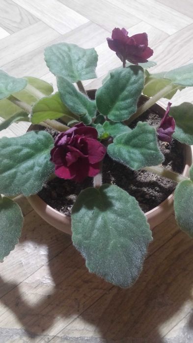 Комнатная фиалка