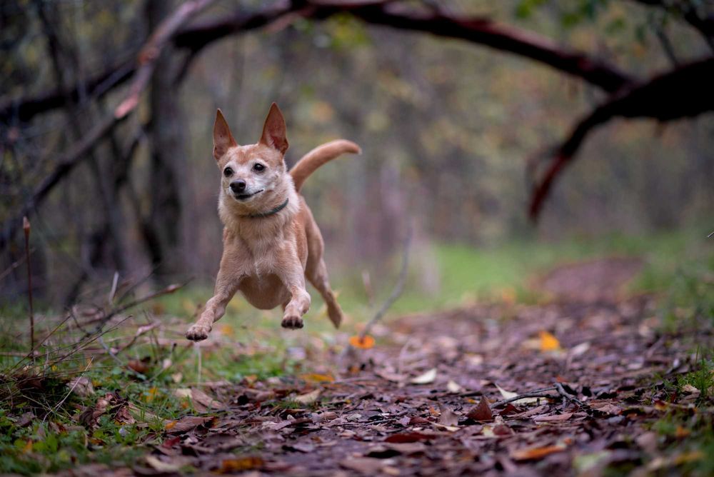 Кучешка Фотосесия