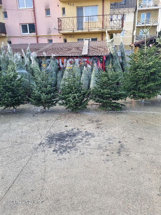 Vamd brazi de Crăciun argintii preț de la 100 la 200