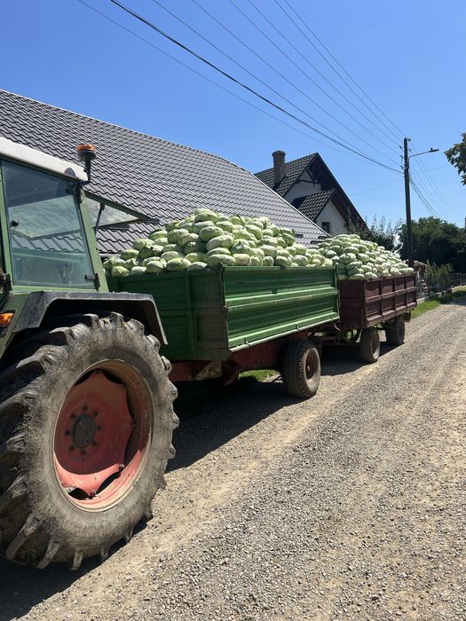 Varza verde cantitate mare