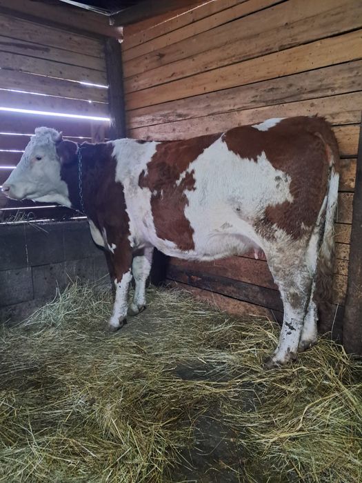 Vând vacă de 3 ani gestantă de 9luni