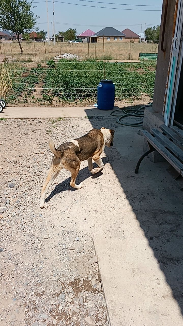 Продам Алабай девочка