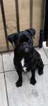 De vânzare Mops Pug Carlino