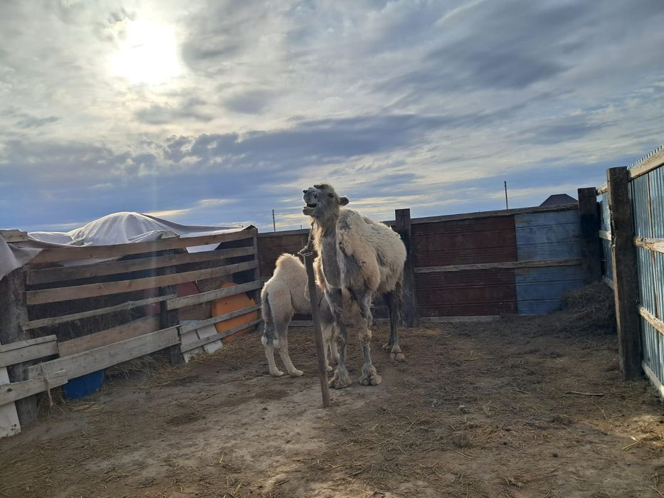 Боталы түйелер сатылады