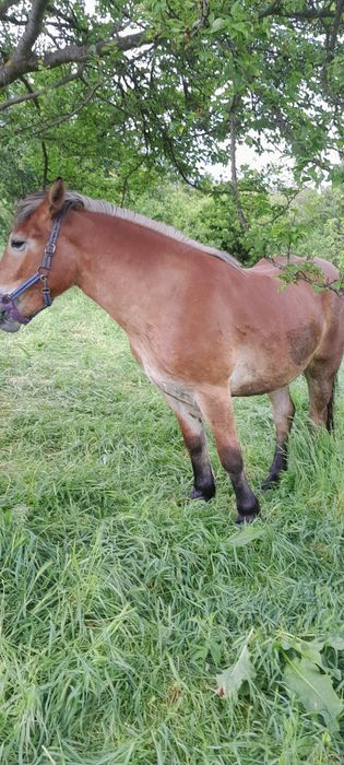 Cai de vinzare cirlana 1an și 3 lunii