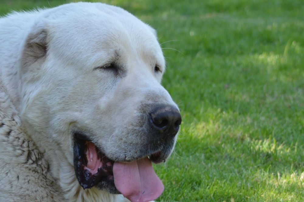 1Mascul de Asia Centrala