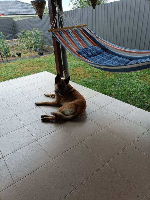 Donez metis Belgian Malinois