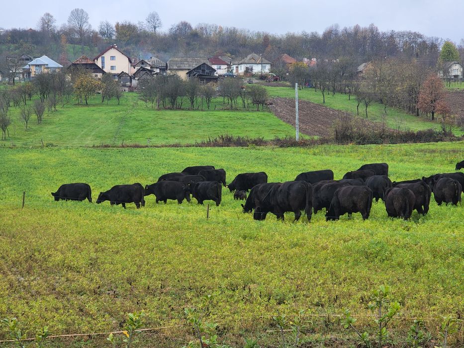 Aberdeen Angus juninci gestante, tauri