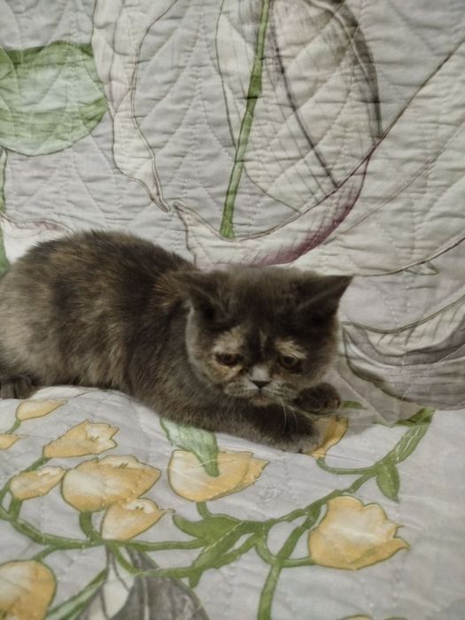 экзотическая короткошерстная