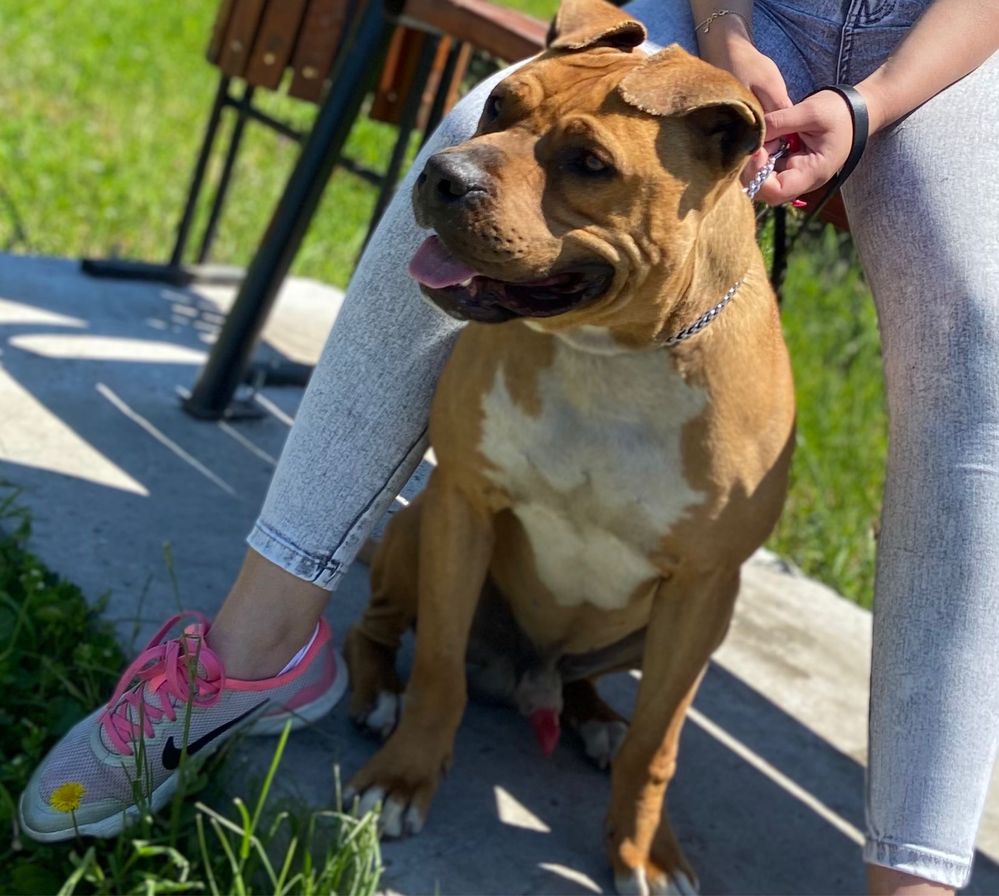 Vand pereche amstaff