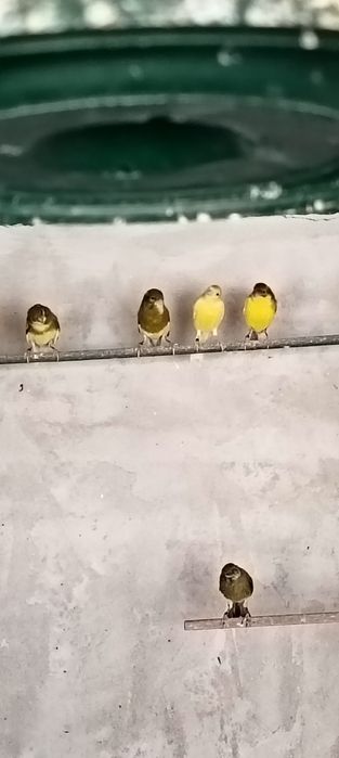 Canari razza spaniola