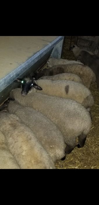 Vand miei de la 30 la 70 de kg