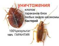 Уничтожение тараканов и клопов в Астане