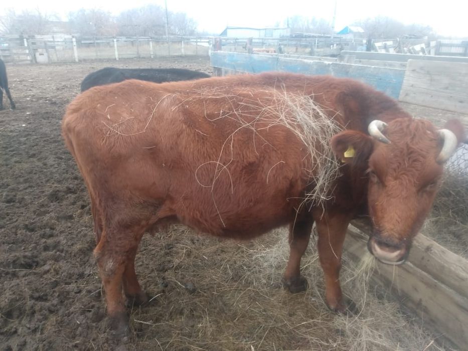 Продам крс 4 головы. Все погуленые