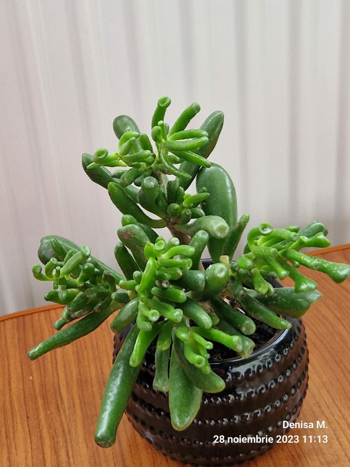 Crassula  Hobbit